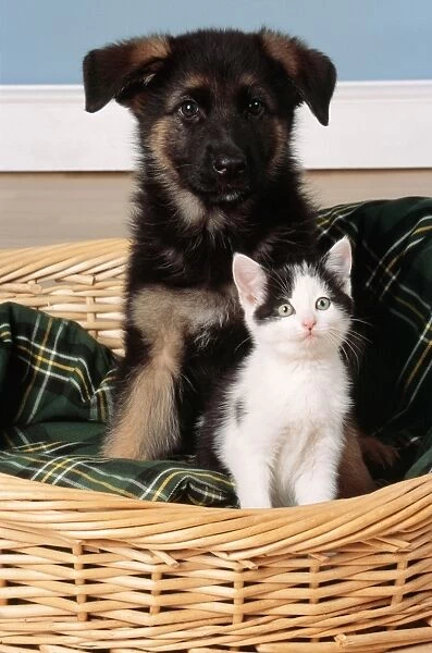 German Shepherd Dog Pupppy & Kitten in basket