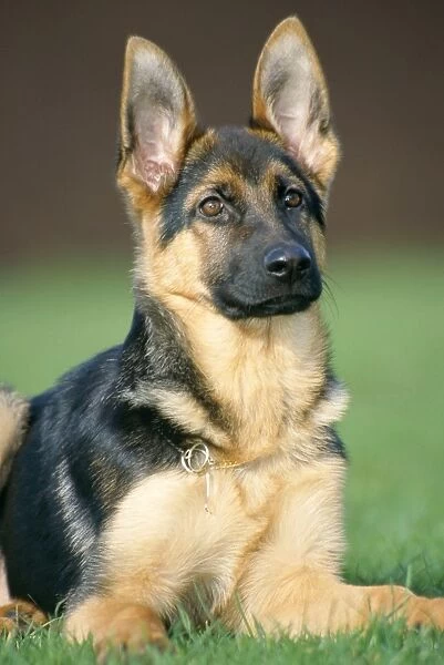 German Shepherd Dog - young, sitting on the grass