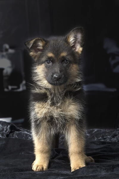 German Shepherd puppy indoors Date. Available as Photo Prints, Wall Art and  other products #14810609
