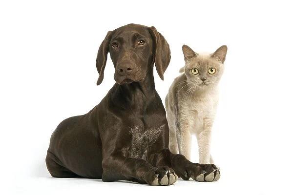 German short-haired pointer  /  braque allemand - 4 month old puppy with American Burmese Cat