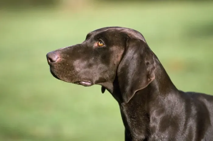 Framed Print : German Short-haired Pointer Dog