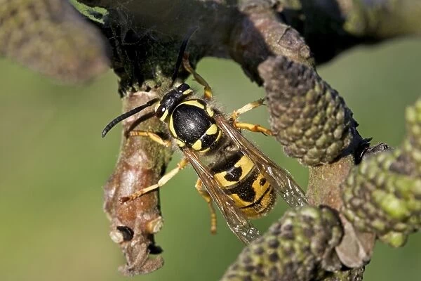 German Wasp - queen