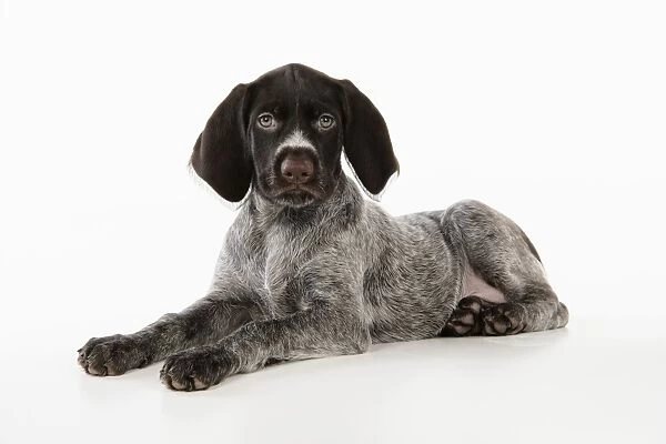 German Wire-Haired Pointer Dog - puppy (8 weeks old)