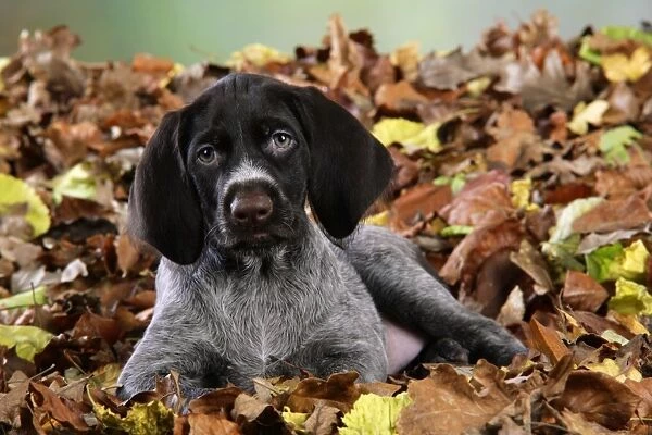 German Wire-Haired Pointer Dog - puppy (8 weeks old) sitting in leaves