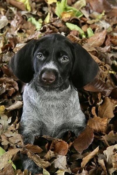 German Wire-Haired Pointer Dog - puppy (8 weeks old) in leaves