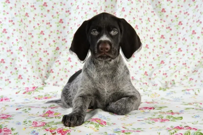 Framed Print : German Wire-Haired Pointer Dog - puppy (8 weeks old) Framed Print : German Wire-Haired Pointer Dog - puppy (8 weeks old)
