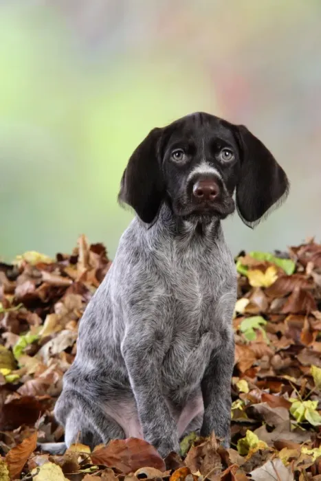 Framed Print : German Wire-Haired Pointer Dog - puppy (8 weeks old) sitting in leaves Framed Print : German Wire-Haired Pointer Dog - puppy (8 weeks old) sitting in leaves