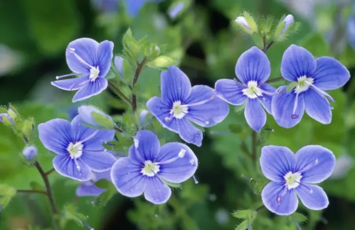 Framed Print : Germander Speedwell Framed Print : Germander Speedwell