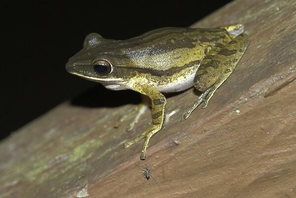 GET-1186. Four-lined Tree Frog. Borneo