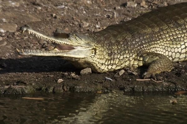 Gharial Inhabits north Indian rivers where it eats fish and other aquatic animals. Previously highly endangered. Conservation measures have enabled the population to increase