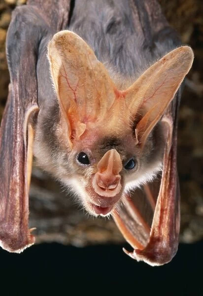 Ghost Bat Carnivorous. N. Australia