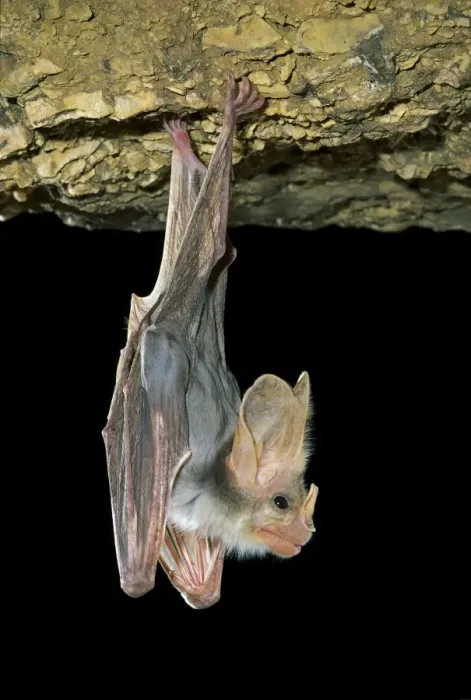 Framed Print : Ghost Bat - Hanging suspended from cave roof showing nose leaf in profile, Northern Australia, Northern Australia JPF28857 Framed Print : Ghost Bat - Hanging suspended from cave roof showing nose leaf in profile, Northern Australia, Northern Australia JPF28857