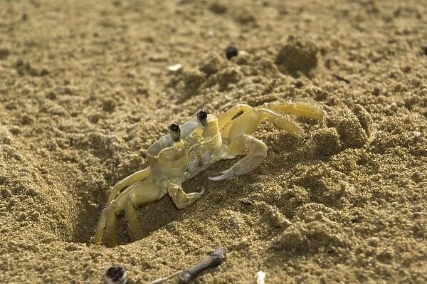 Ghost crab - close upfront view emerging from burrow - Tobago