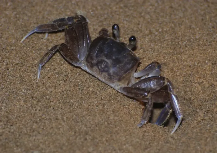 Framed Print : Ghost Crab - outside its burrow on the beach at night - West Indies Framed Print : Ghost Crab - outside its burrow on the beach at night - West Indies