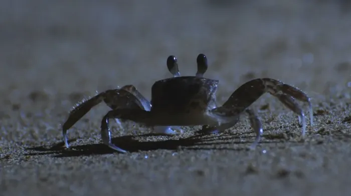 Framed Print : Ghost Crab - outside its burrow on the beach at night - West Indies