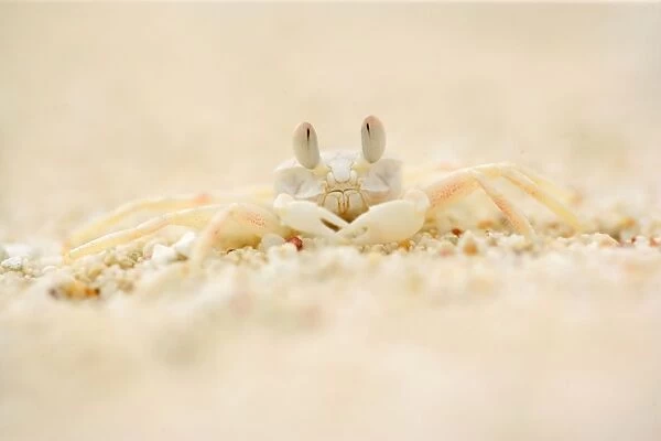 Ghost Crab - perfect mimickry of a white ghost crab on white sandy beach. Frontal portrait - Cape Range National Park, Western Australia, Australia