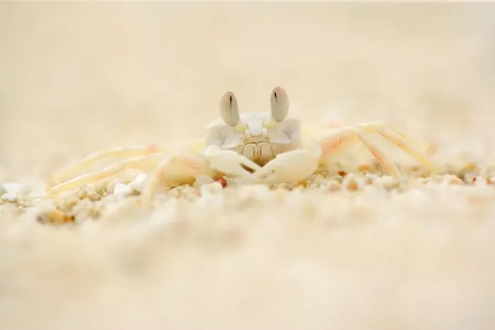 Framed Print : Ghost Crab - perfect mimickry of a white ghost crab on white sandy beach. Frontal portrait - Cape Range National Park, Western Australia, Australia Framed Print : Ghost Crab - perfect mimickry of a white ghost crab on white sandy beach. Frontal portrait - Cape Range National Park, Western Australia, Australia