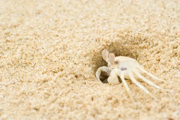Framed Print : Ghost Crab - perfect mimickry of a white ghost crab on white sandy beach. This one just comes out of its hidey hole. Side view - Cape Range National Park, Western Australia, Australia Framed Print : Ghost Crab - perfect mimickry of a white ghost crab on white sandy beach. This one just comes out of its hidey hole. Side view - Cape Range National Park, Western Australia, Australia