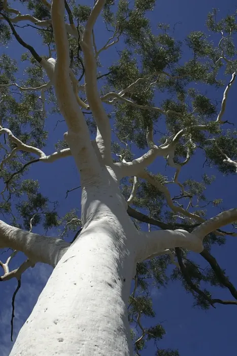 Framed Print : Ghost Gum - 33m tall. 300 years old. Largest in the East MacDonnell Ranges. Named after the gleaming white bark. Trephina Gorge Nature Park. Found only in central and northern Australia. Northern Territory, Australia Framed Print : Ghost Gum - 33m tall. 300 years old. Largest in the East MacDonnell Ranges. Named after the gleaming white bark. Trephina Gorge Nature Park. Found only in central and northern Australia. Northern Territory, Australia