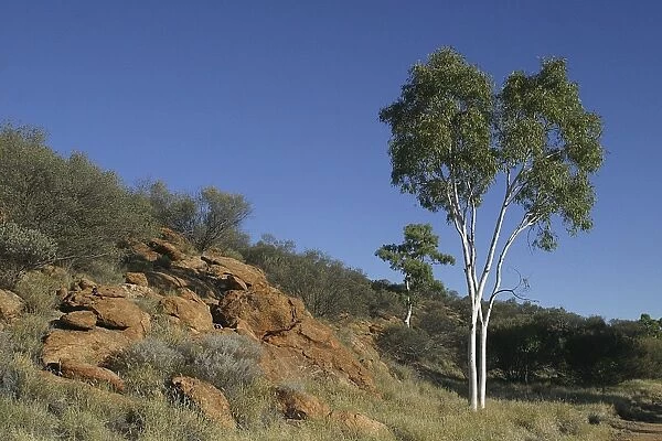 Ghost Gum in Alice Springs landscape. - This species grows only in central and northern Australia. Named after the gleaming white bark. Near Historical Telegraph Station, Alice Springs, Northern Territory, Australia
