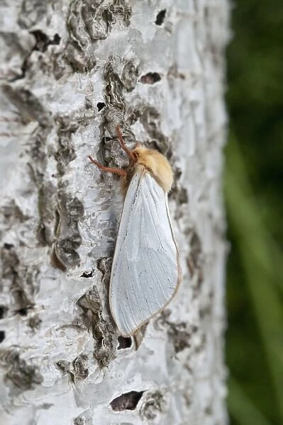 Ghost Moth - on birch trunk - Lincolnshire - England