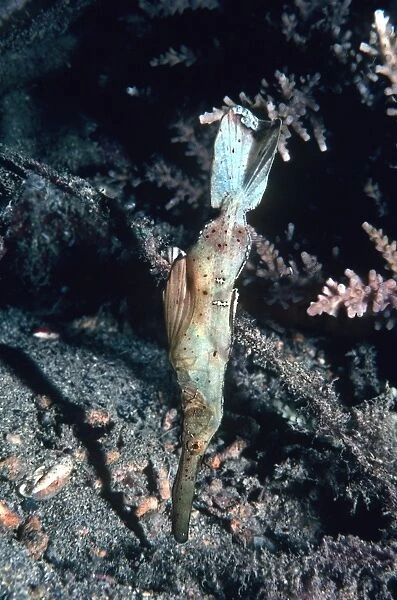 Ghost Pipe fish - Floating like a stick or piece of weed. Ambon, Indonesia, Indo Pacific PIP-008