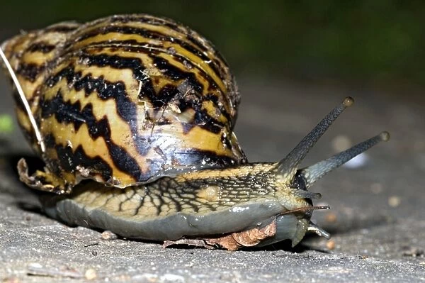 Giant African Land  /  Elegant Agate Snail - one of many Achatina species which are invasive pests of agricultural crops and flower gardens - this species occurs in Zimbabwe and South Africa - Grahamstown - Eastern Cape - South Africa