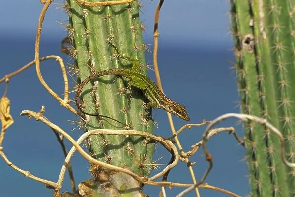 Giant Anole - Antigua-West Indies - Basking in the early morning sun atop cactus