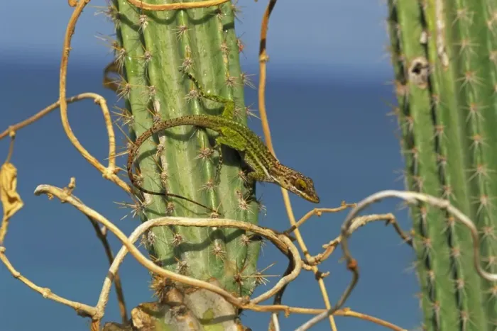 Framed Print : Giant Anole - Antigua-West Indies - Basking in the early morning sun atop cactus Framed Print : Giant Anole - Antigua-West Indies - Basking in the early morning sun atop cactus