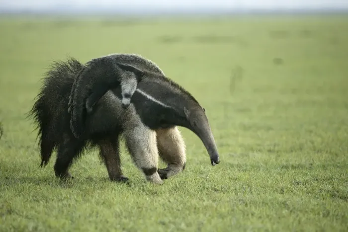 Framed Print : Giant Anteater - carrying young on back Llanos, Venezuela Myrmecophaga tridactyla Framed Print : Giant Anteater - carrying young on back Llanos, Venezuela Myrmecophaga tridactyla
