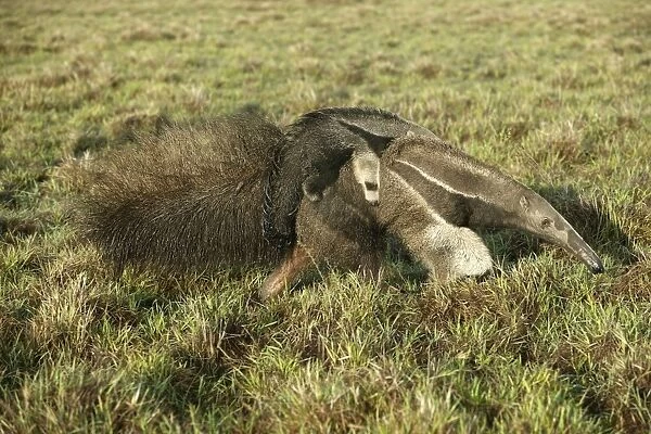 Giant Anteater - Female carrying baby Grand fourmilier ou Fourmilier geant