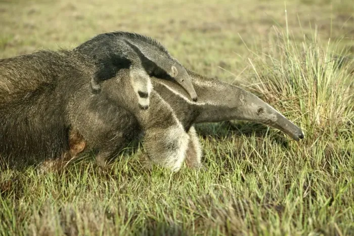 Framed Print : Giant Anteater - Female carrying baby Llanos, Venezuela Framed Print : Giant Anteater - Female carrying baby Llanos, Venezuela