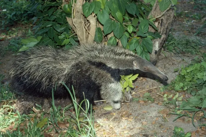 Framed Print : Giant Anteater - Guyana South America Framed Print : Giant Anteater - Guyana South America