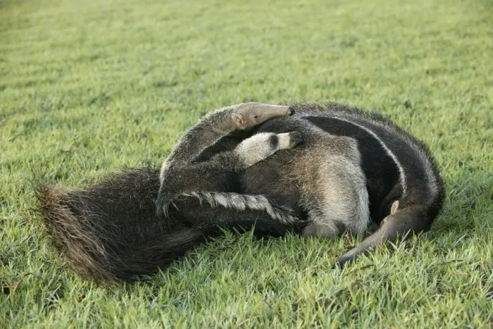 Framed Print : Giant Anteater - resting with young on back Llanos, Venezuela Framed Print : Giant Anteater - resting with young on back Llanos, Venezuela
