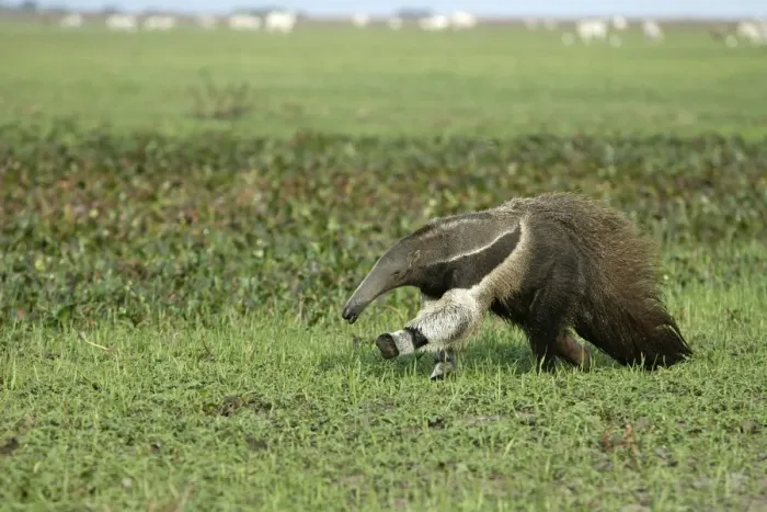 Framed Print : Giant Anteater - running Llanos, Venezuela Framed Print : Giant Anteater - running Llanos, Venezuela