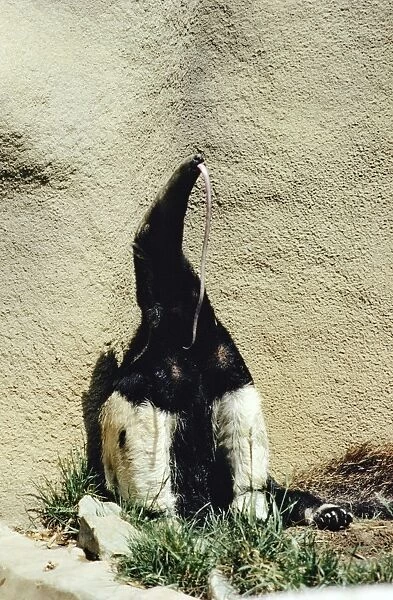 Giant Anteater - showing long tongue