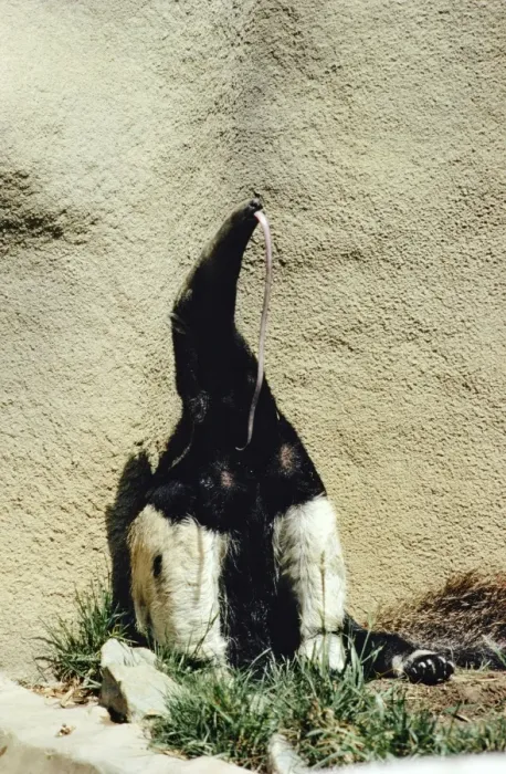 Framed Print : Giant Anteater - showing long tongue Framed Print : Giant Anteater - showing long tongue