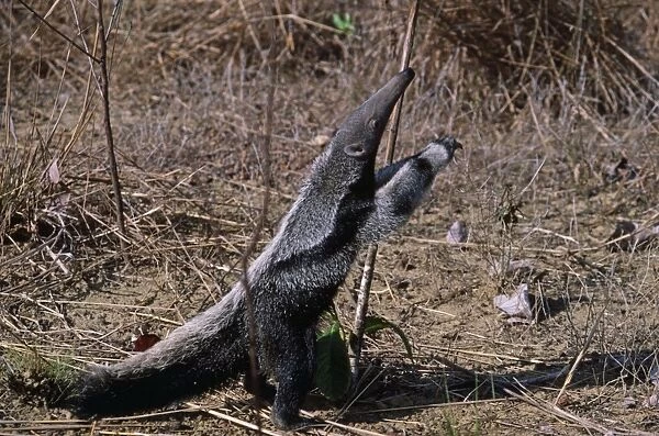 Giant Anteater - standing on hind legs - Guyana - South America