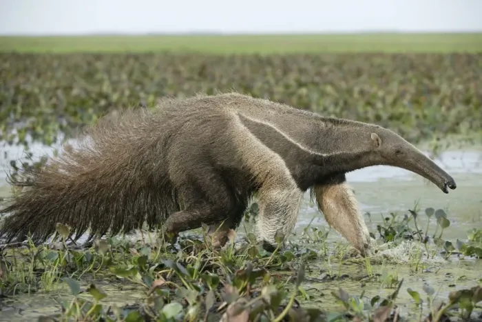 Framed Print : Giant Anteater - walking through water Llanos, Venezuela Framed Print : Giant Anteater - walking through water Llanos, Venezuela