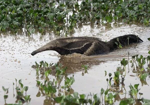 Giant Anteater - in water