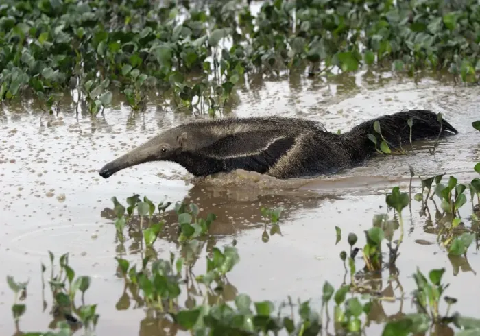 Framed Print : Giant Anteater - in water Framed Print : Giant Anteater - in water