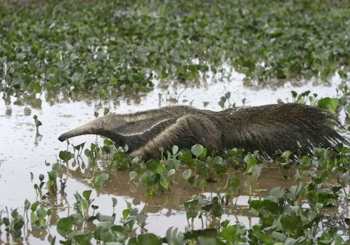 Framed Print : Giant Anteater - in water Framed Print : Giant Anteater - in water