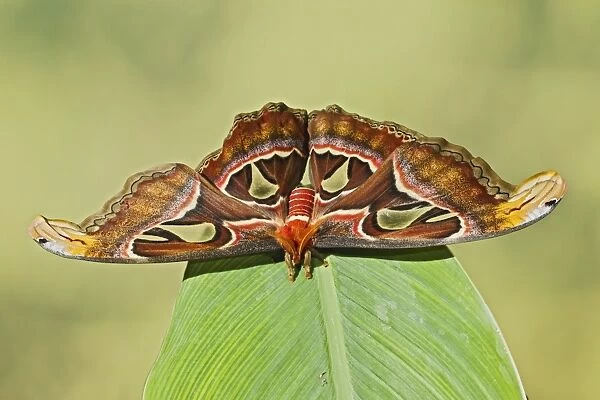 Giant Atlas Moth - on leaf - South East Asia - controlled conditions 14656