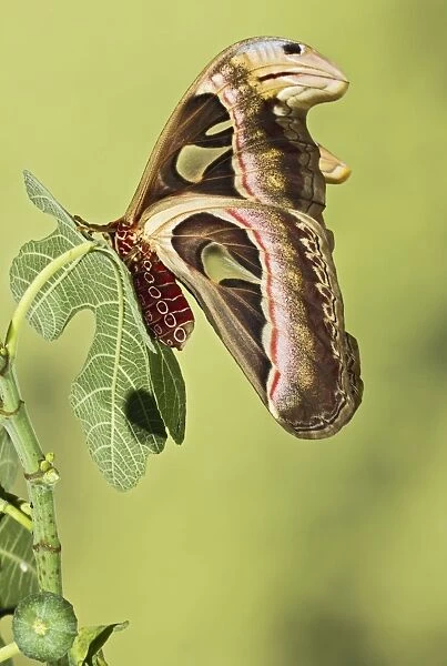 Giant Atlas Moth - wings closed on leaf - South East Asia - controlled conditions 14654