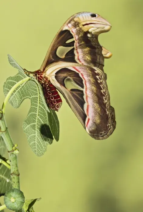 Framed Print : Giant Atlas Moth - wings closed on leaf - South East Asia - controlled conditions 14654