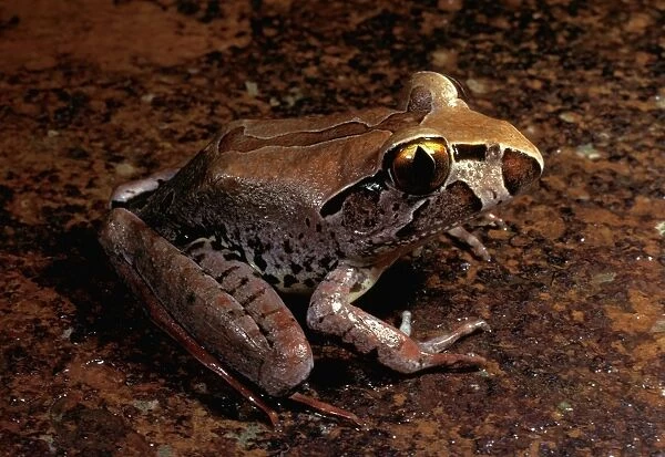 Giant barred frog - endangered species