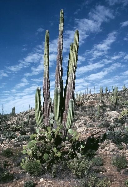 Giant Cactus (Cardon) FG 2231 Baja California Mexico Pachycerevs pringlei © Francois Gohier  /  ARDEA LONDON