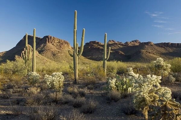 Giant Cactus or Saguaro Carnegiea gigantea with chollas in the Saguaro National Park (west), Sonoran Desert, Arizona