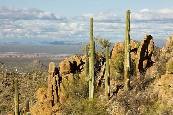 Giant Cactus  /  Saguaro - Saguaro National Park (west) - Sonoran Desert - Arizona USA