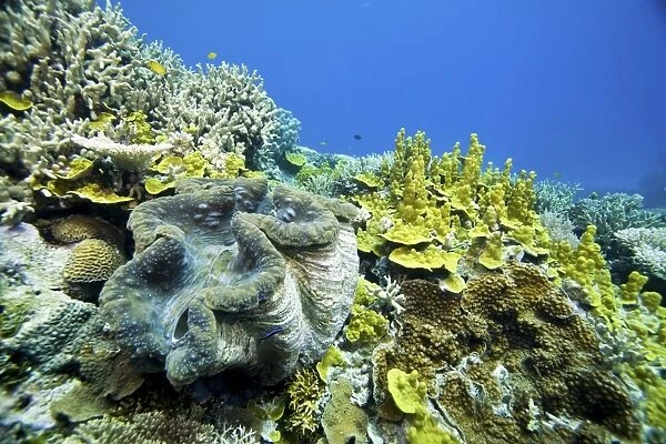 Giant clam - on reef. Wheeler Reef, Great Barrier Reef off Townsville, Queensland, Australia DWD00822
